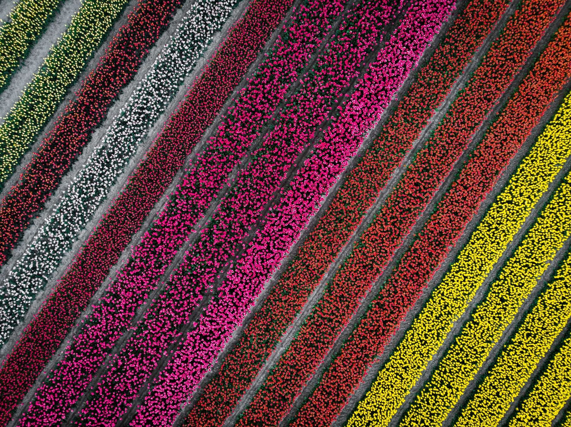 Photographying Tulips, Netherlands