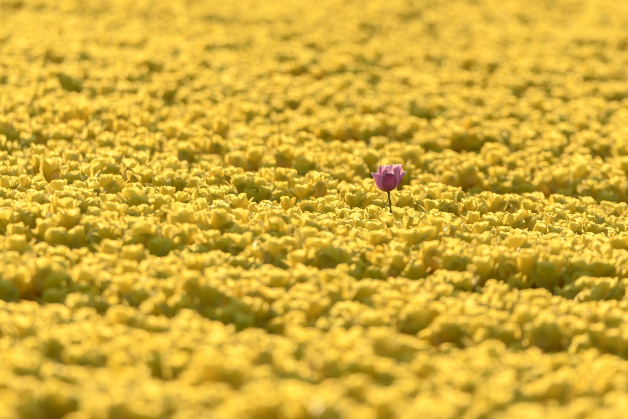 Photographying Tulips, Netherlands