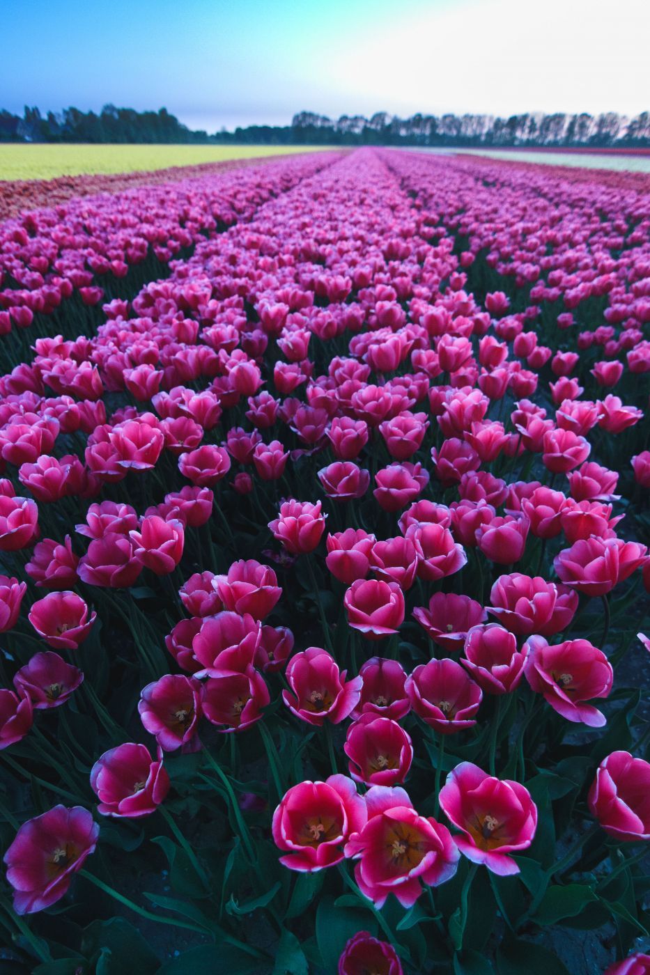 Photographying Tulips, Netherlands