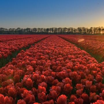 Photographying Tulips, Netherlands