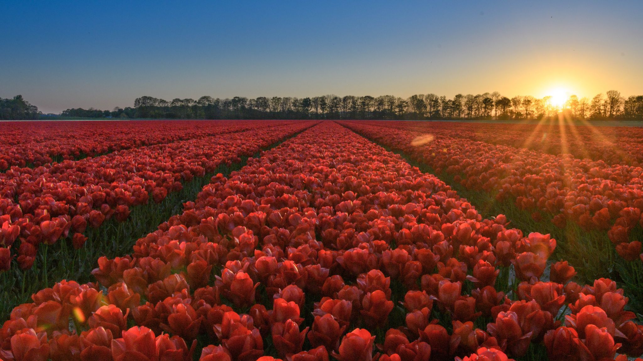 Photographying Tulips, Netherlands