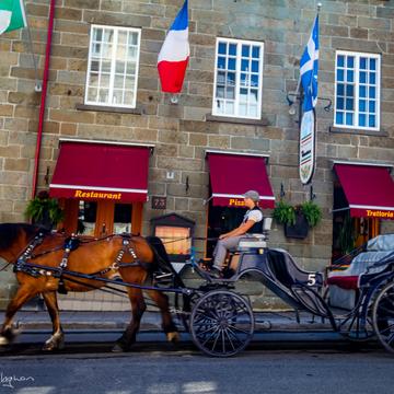 Quebec tourist horse & Coach, Canada