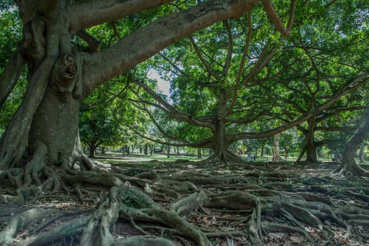 Royal Botanical Gardens, Kandy, Sri Lanka