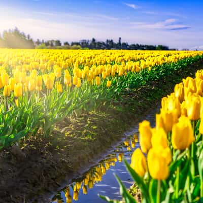 Skagit Valley Tulip Festival, USA