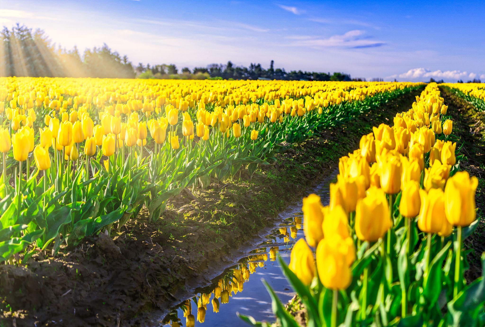Skagit Valley Tulip Festival, USA