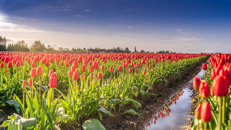 Skagit Valley Tulip Festival