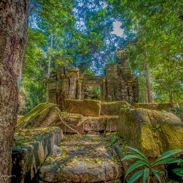 Ta Prohm bush setting Temple, Cambodia