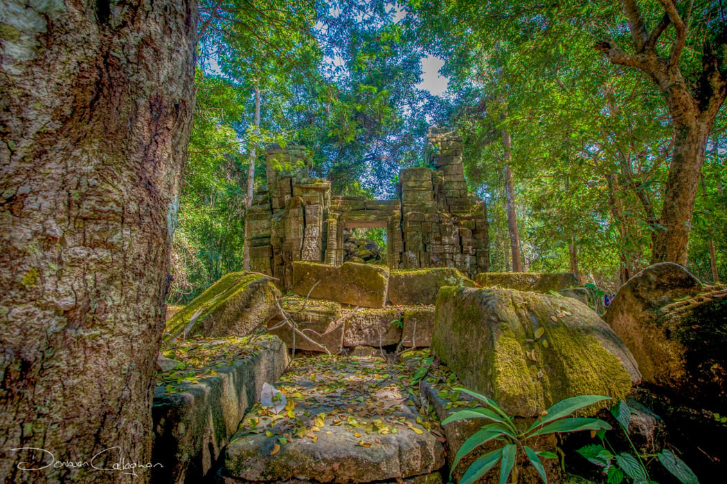 Ta Prohm bush setting Temple, Cambodia