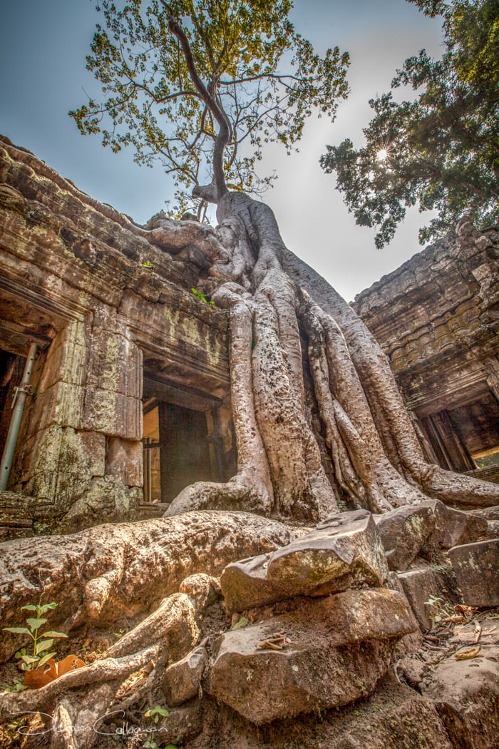 Ta Prohm tree root Temple, Cambodia
