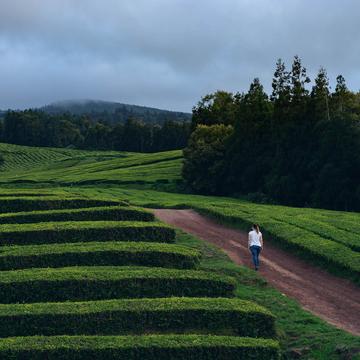 Tea Plantation of Chá Gorreana, Sao Miguel, Azores, Portugal
