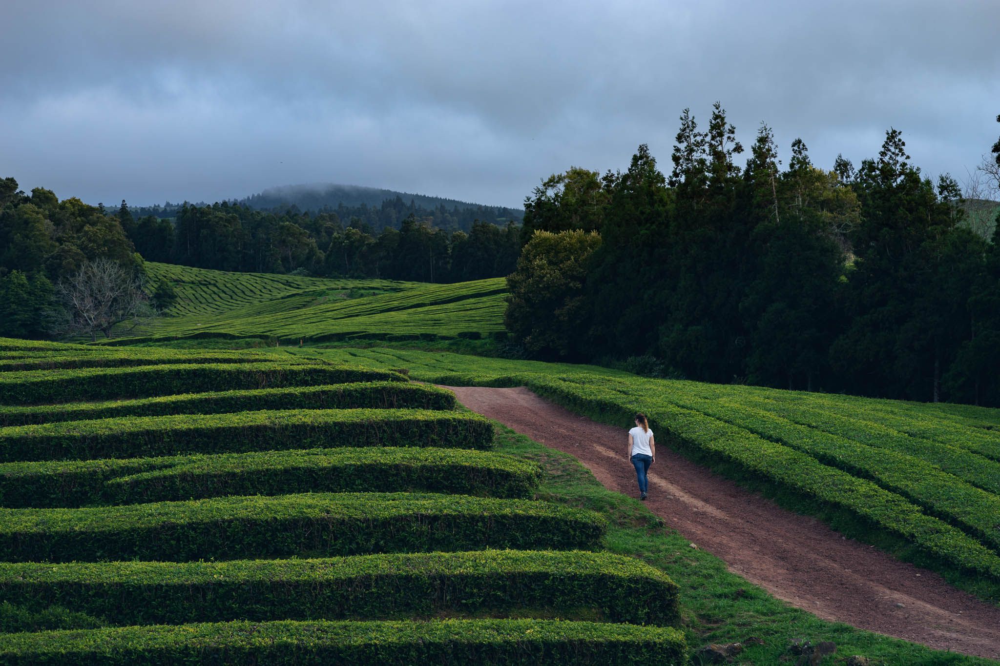 Tea Plantation of Chá Gorreana, Sao Miguel, Azores, Portugal