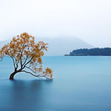 Lake Wanaka - The lonely Tree, New Zealand