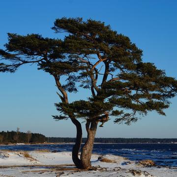 The Pine tree and the bridge, Sweden