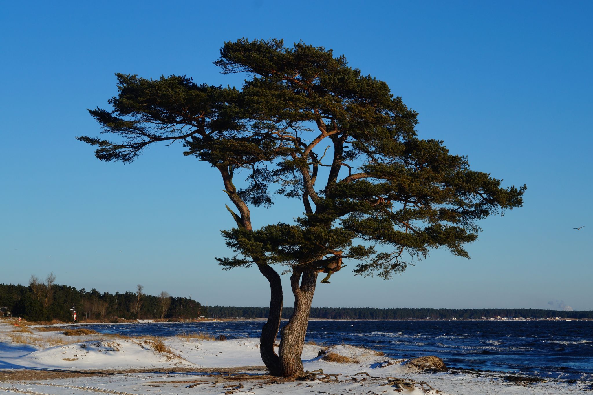 The Pine tree and the bridge, Sweden