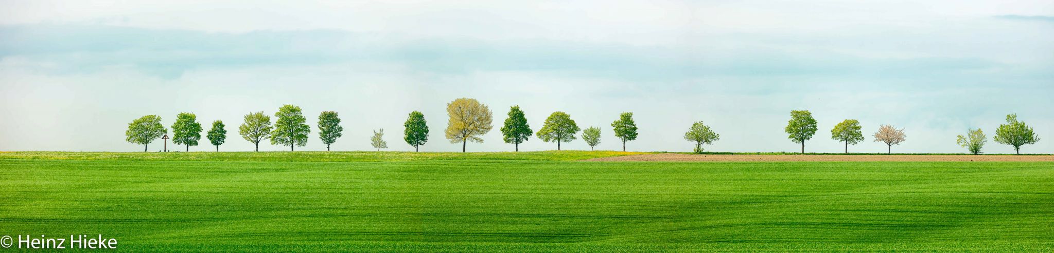Treedream, Germany