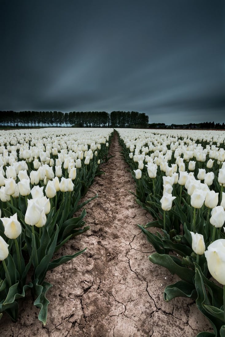 Tulip Fields in 'De Klinge', Belgium