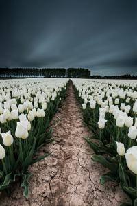 Tulip Fields in 'De Klinge'