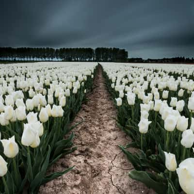 Tulip Fields in 'De Klinge', Belgium