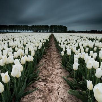 Tulip Fields in 'De Klinge', Belgium