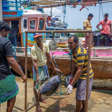 Tuna being weighed at the jetty Valaichechena, Sri Lanka