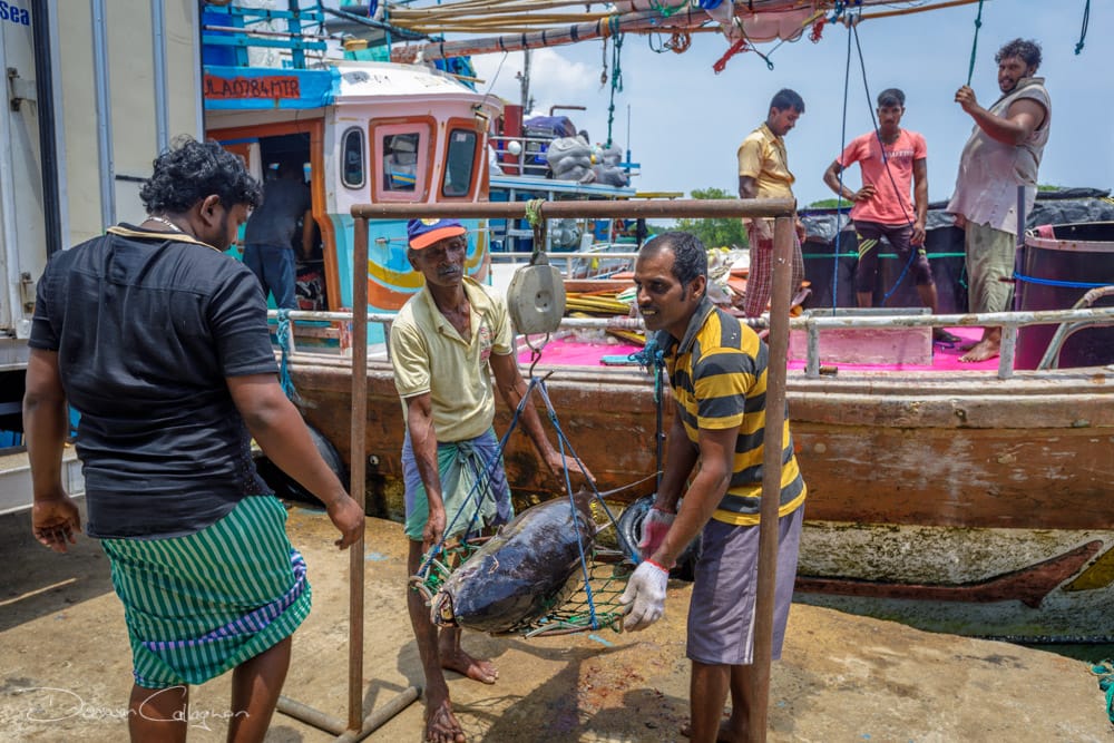 Tuna being weighed at the jetty Valaichechena, Sri Lanka