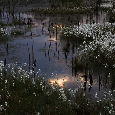 Venner Moor, Germany