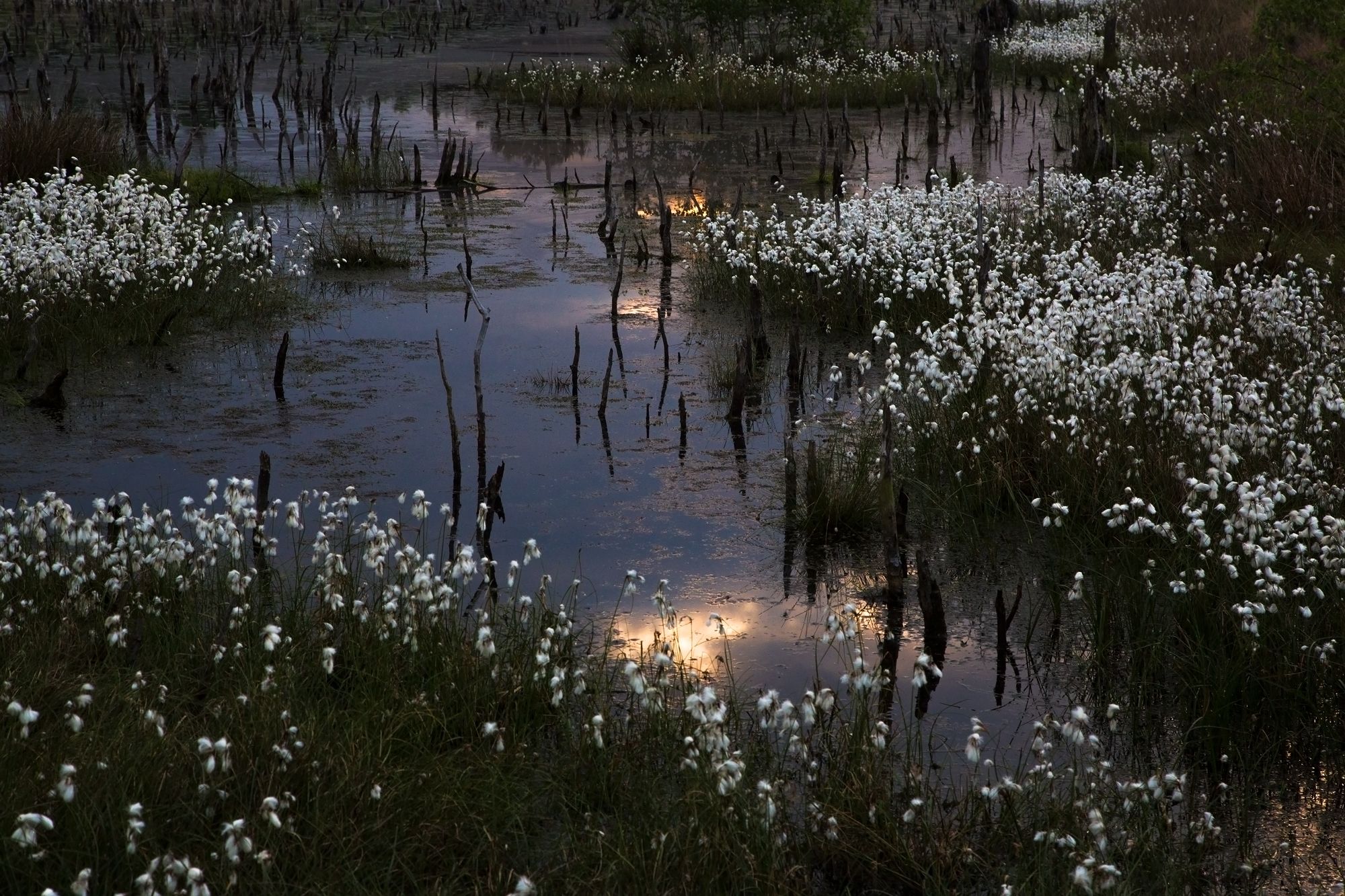 Venner Moor, Germany