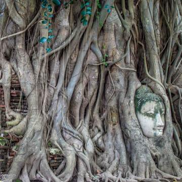 Wat Maha That Buddha face in the tree roots, Thailand