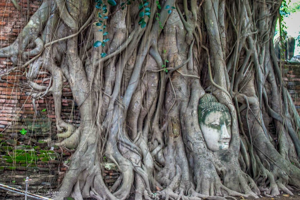 Wat Maha That Buddha face in the tree roots, Thailand