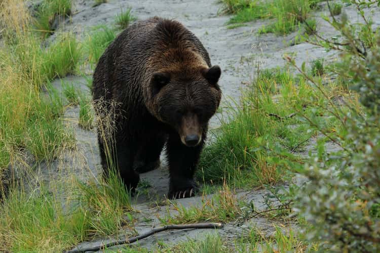 Alaska Wildlife