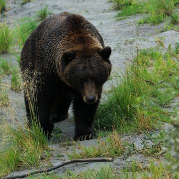 Alaska Wildlife, USA