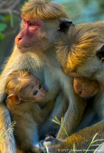 Baby Monkeys At Yala National Park
