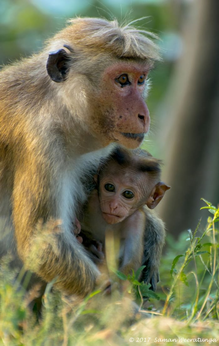 Baby Monkeys At Yala National Park, Sri Lanka