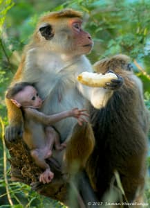 Baby Monkeys At Yala National Park