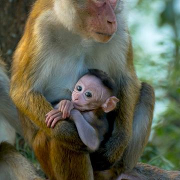 Baby Monkeys At Yala National Park, Sri Lanka