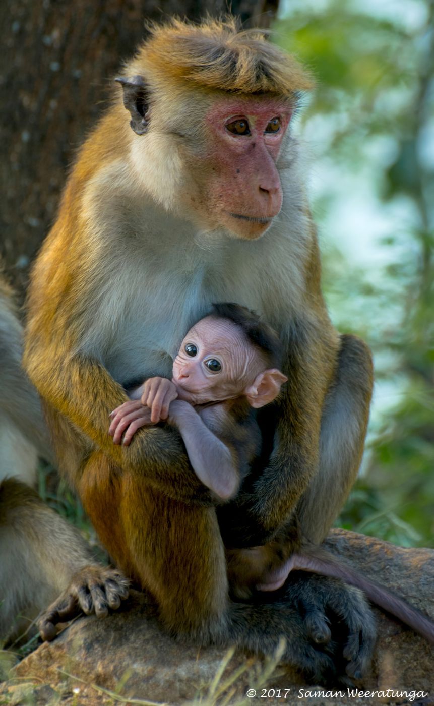 Baby Monkeys At Yala National Park, Sri Lanka