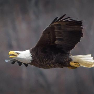 Bagnell Dam Bald Eagles, USA