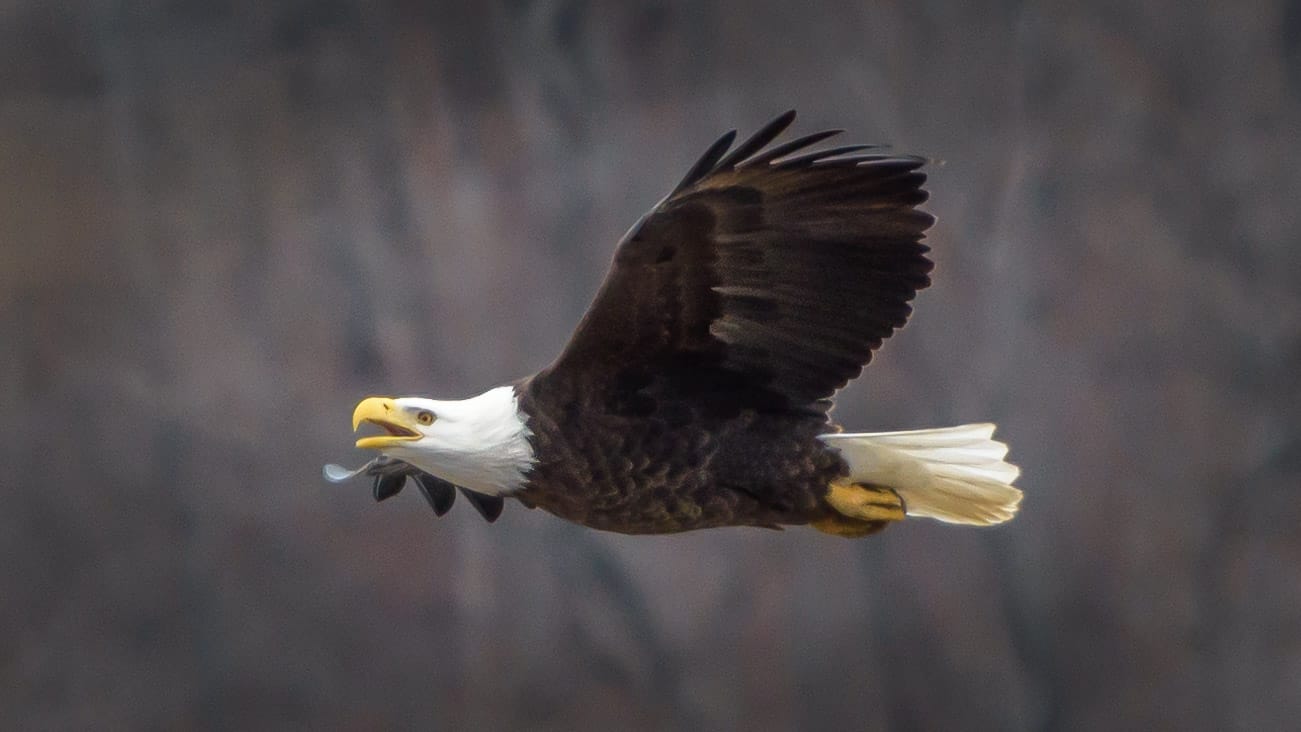 Bagnell Dam Bald Eagles, USA