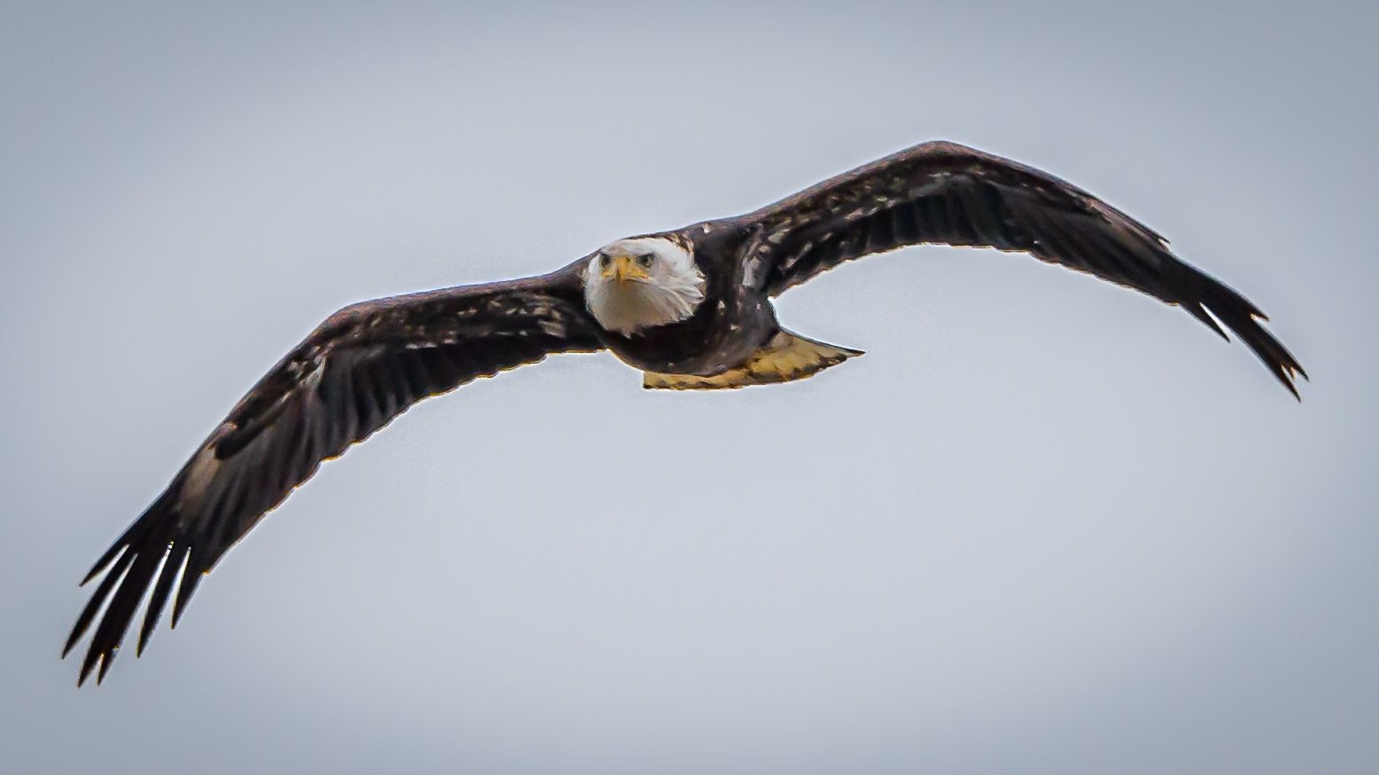 Bagnell Dam Bald Eagles, USA