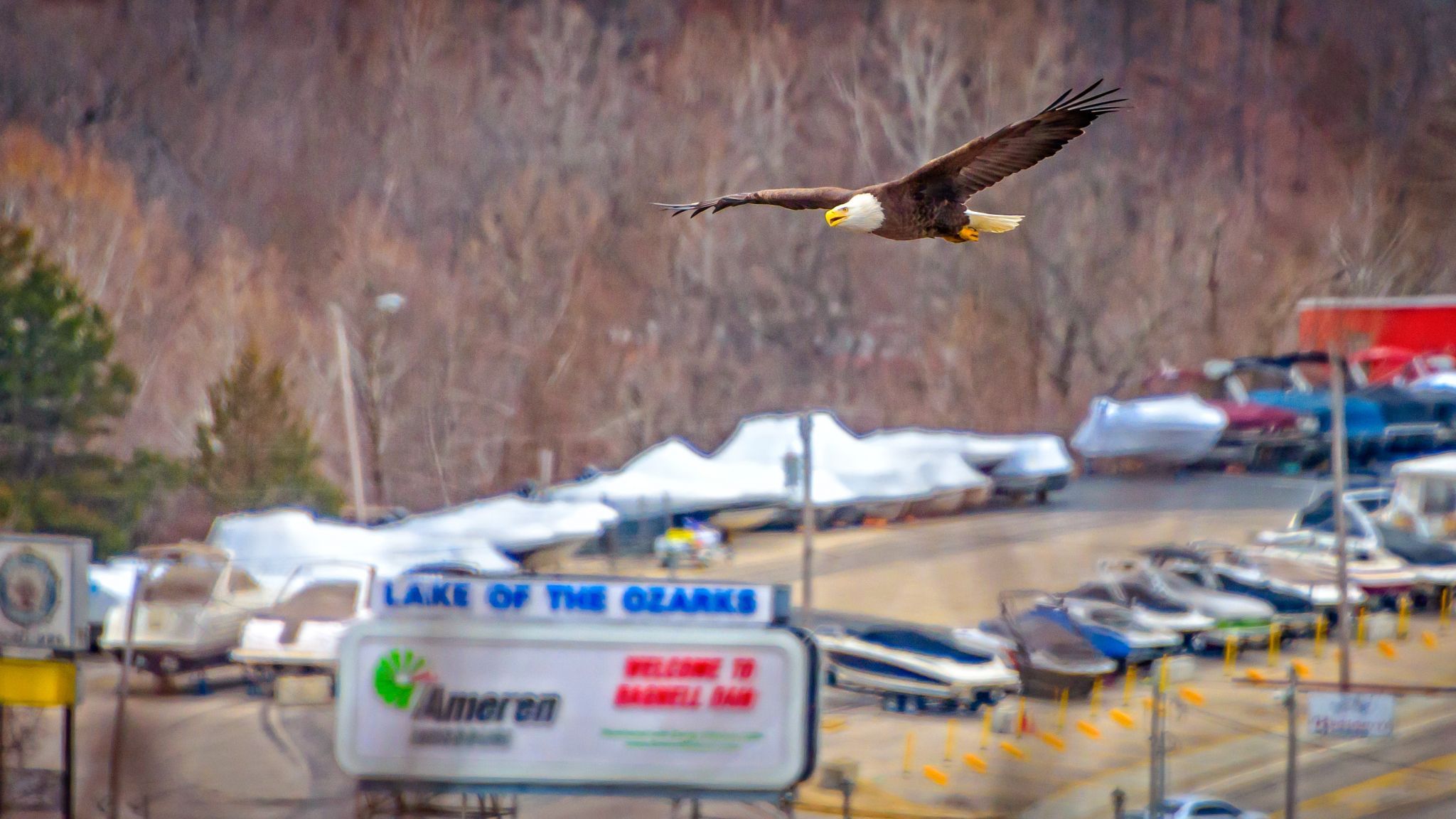 Bagnell Dam Bald Eagles, USA