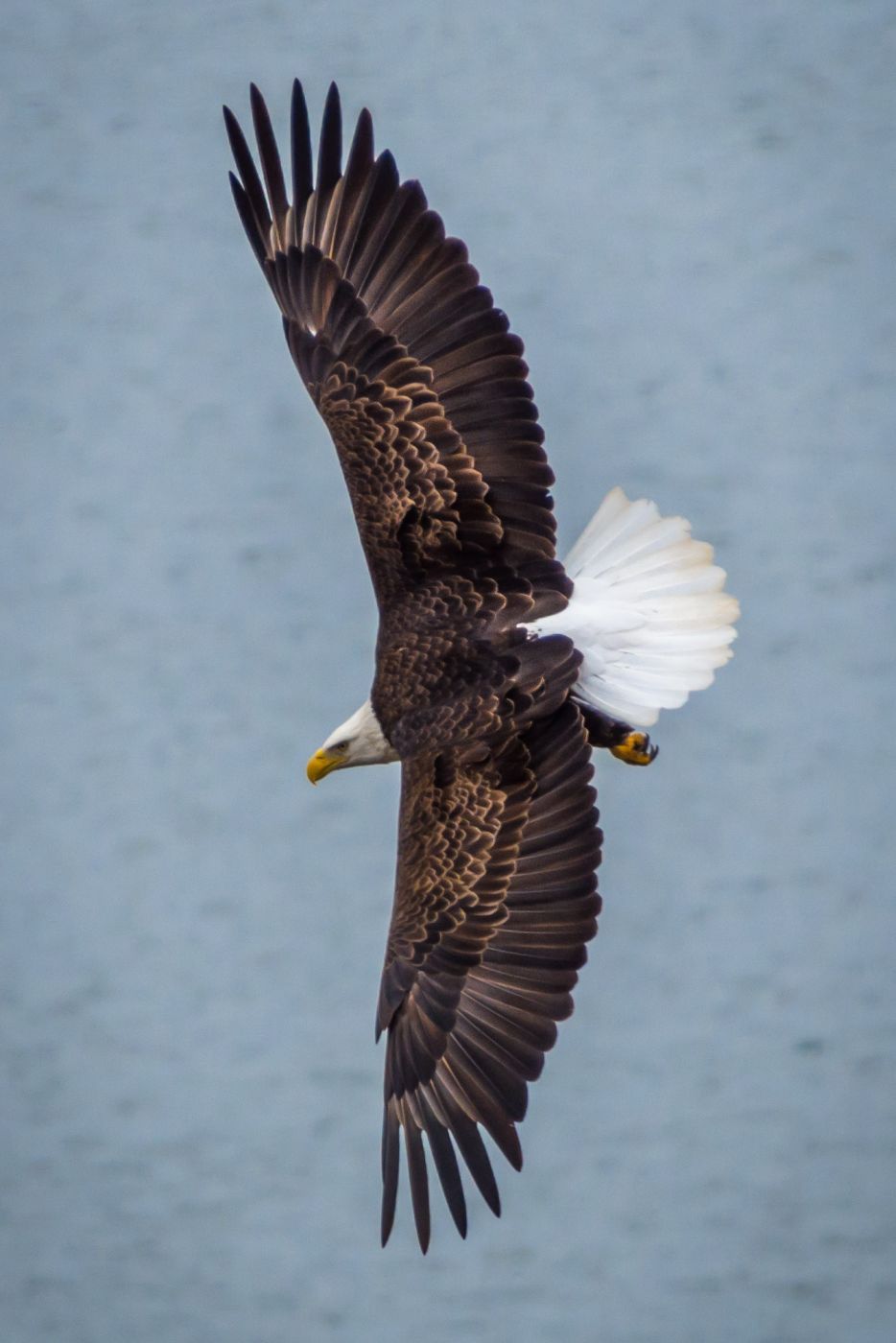 Bagnell Dam Bald Eagles, USA