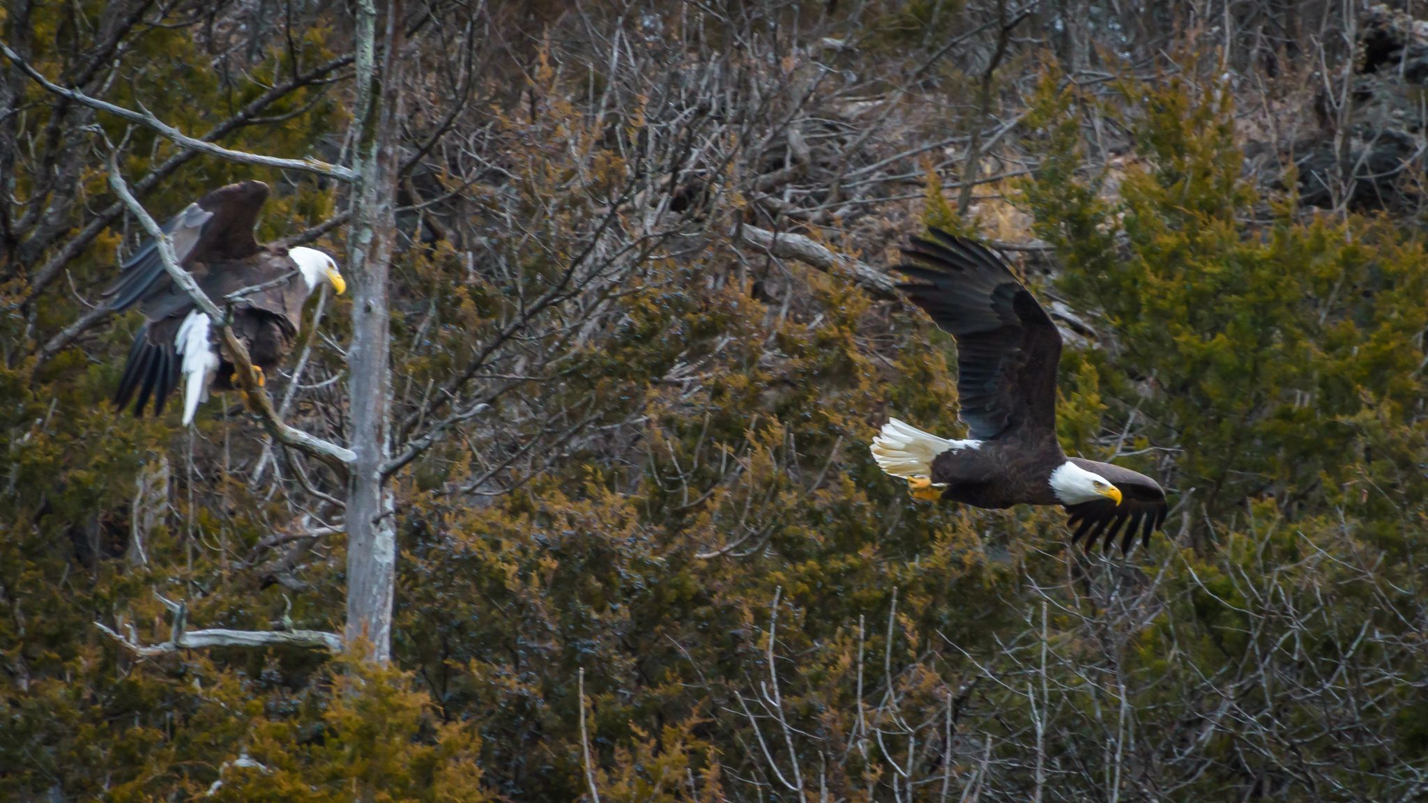 Bald Eagles at Bagnell Dam, USA