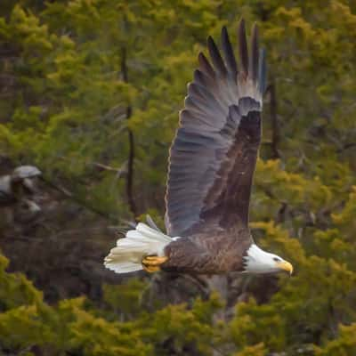 Bald Eagles at Bagnell Dam, USA