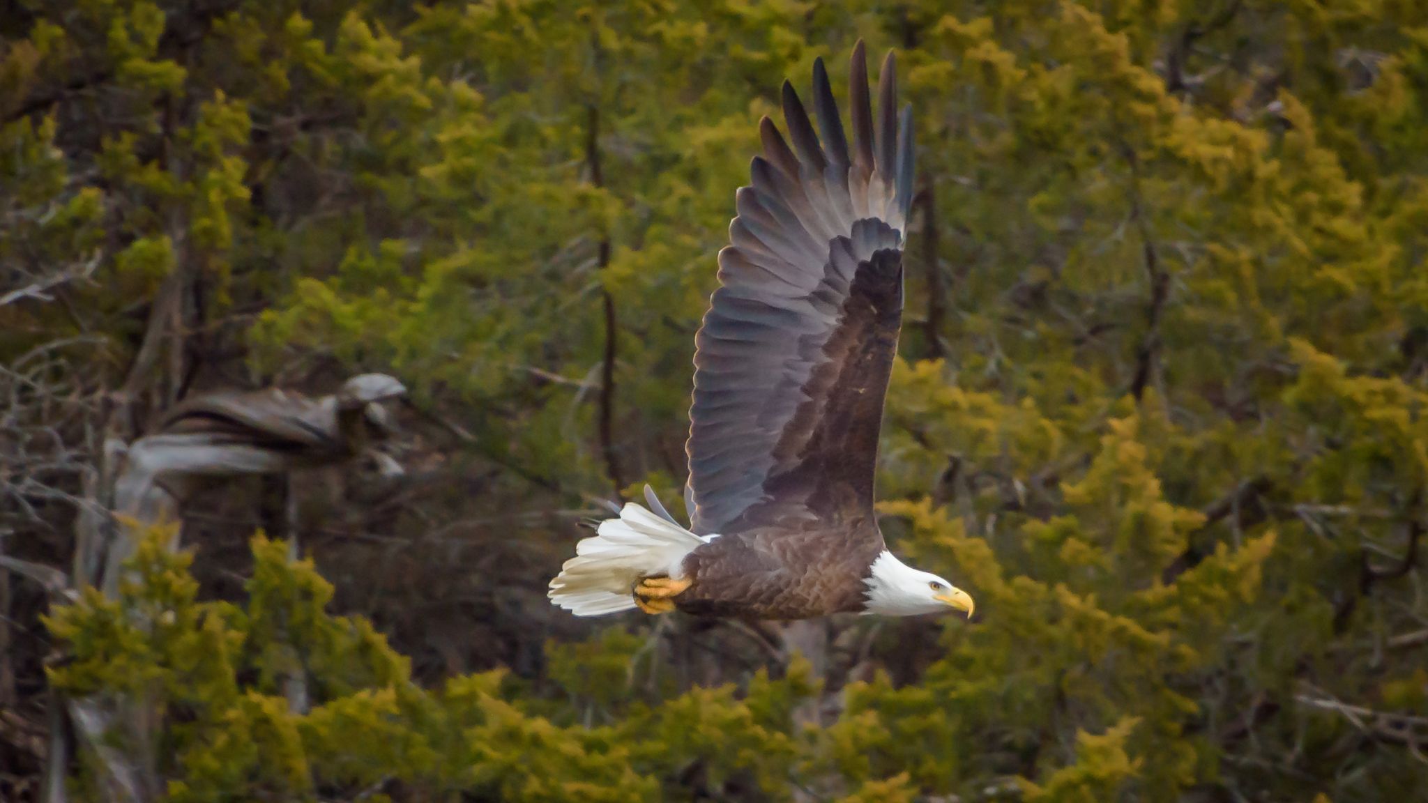 Bald Eagles at Bagnell Dam, USA