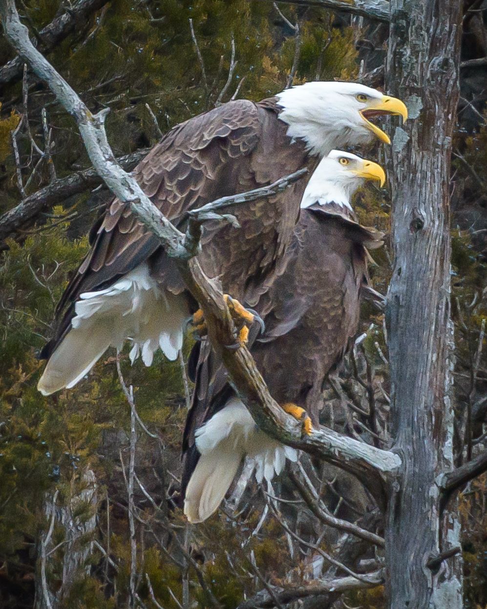 Bald Eagles at Bagnell Dam, USA