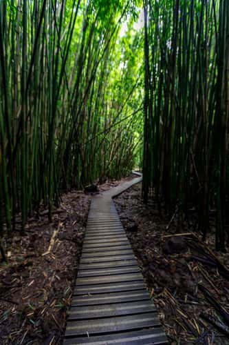 Bamboo Waimoku Falls near Hana Maui Hawaii