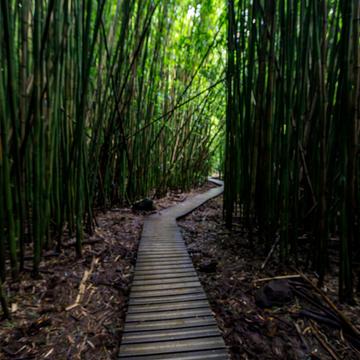 Bamboo Waimoku Falls near Hana Maui Hawaii, USA