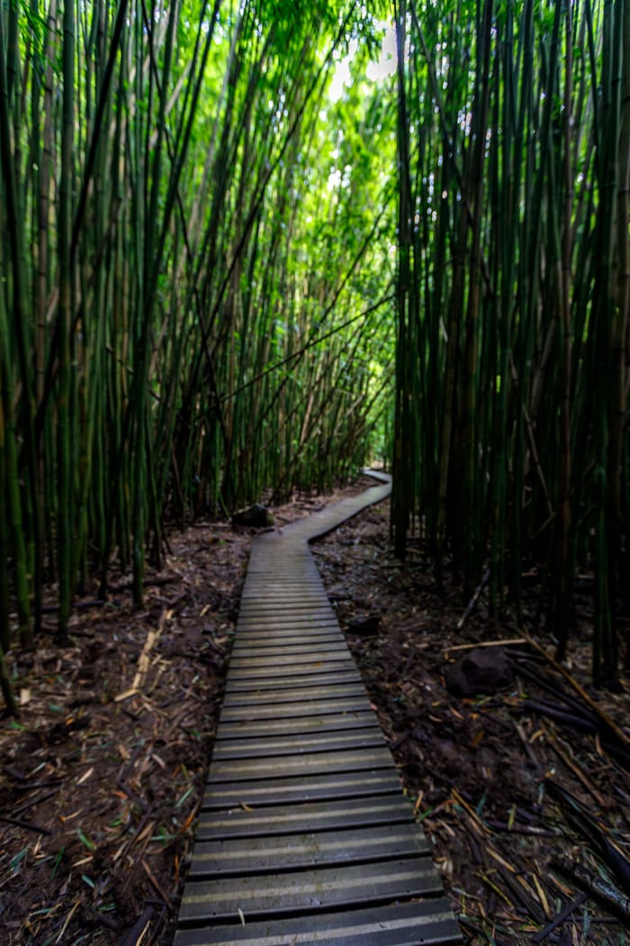 Bamboo Waimoku Falls near Hana Maui Hawaii, USA