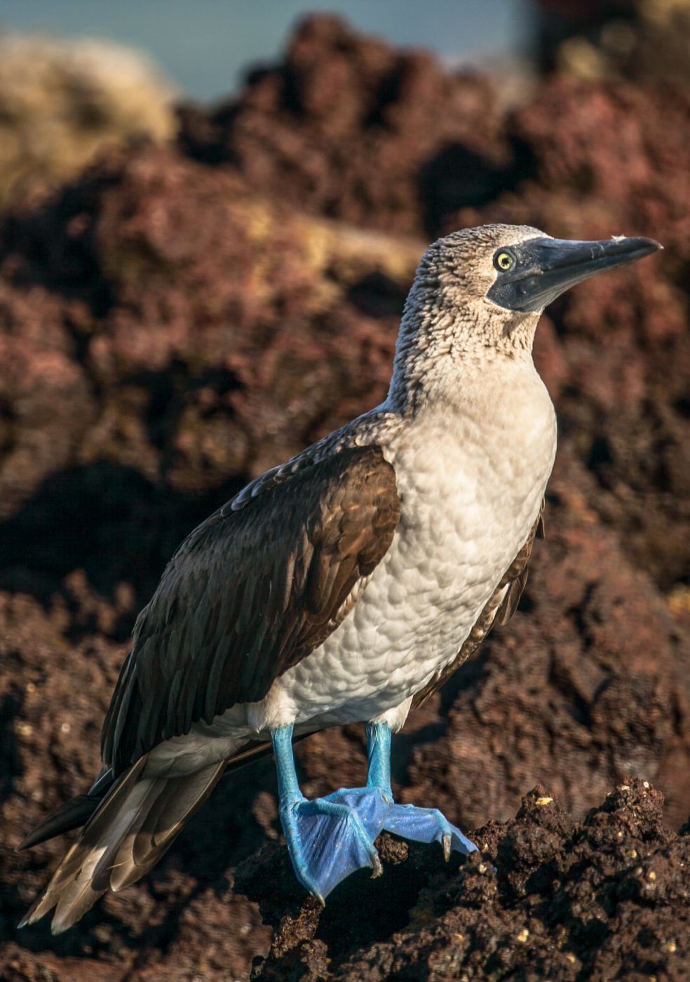 Blue Footed Booby seabird Galapagos Islands, Ecuador