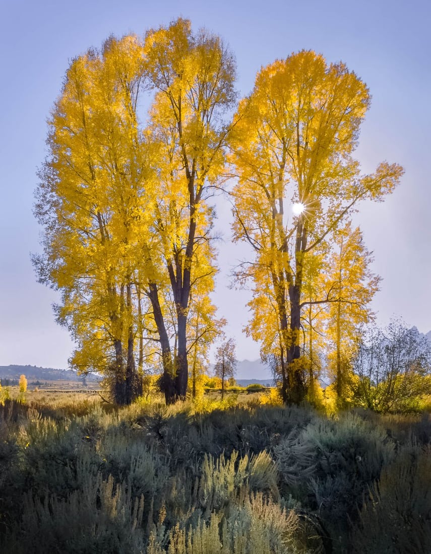 Cottonwood Trees, USA